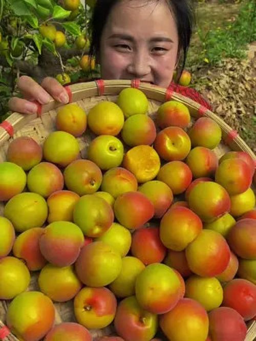 夏果正紅 品味優(yōu)質(zhì)農(nóng)產(chǎn)品——當(dāng)季新鮮大紅杏